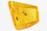 Fossil Beetle (Ptinidae) & Fungus Gnat (Sciaridae) in Baltic Amber #300710-1